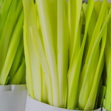 精品短韭黄，韭芽，干黄，产地批发，18~25CM！