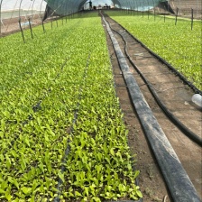 河北精品油麦，一手货源，产地直销，保质保量，可全国发货