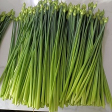 精品韭苔