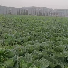 平头苞，乌心菜