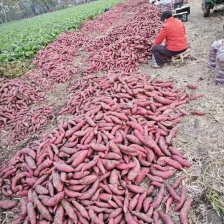 烟蜜薯红皮红心地窖货源支持各种规格，