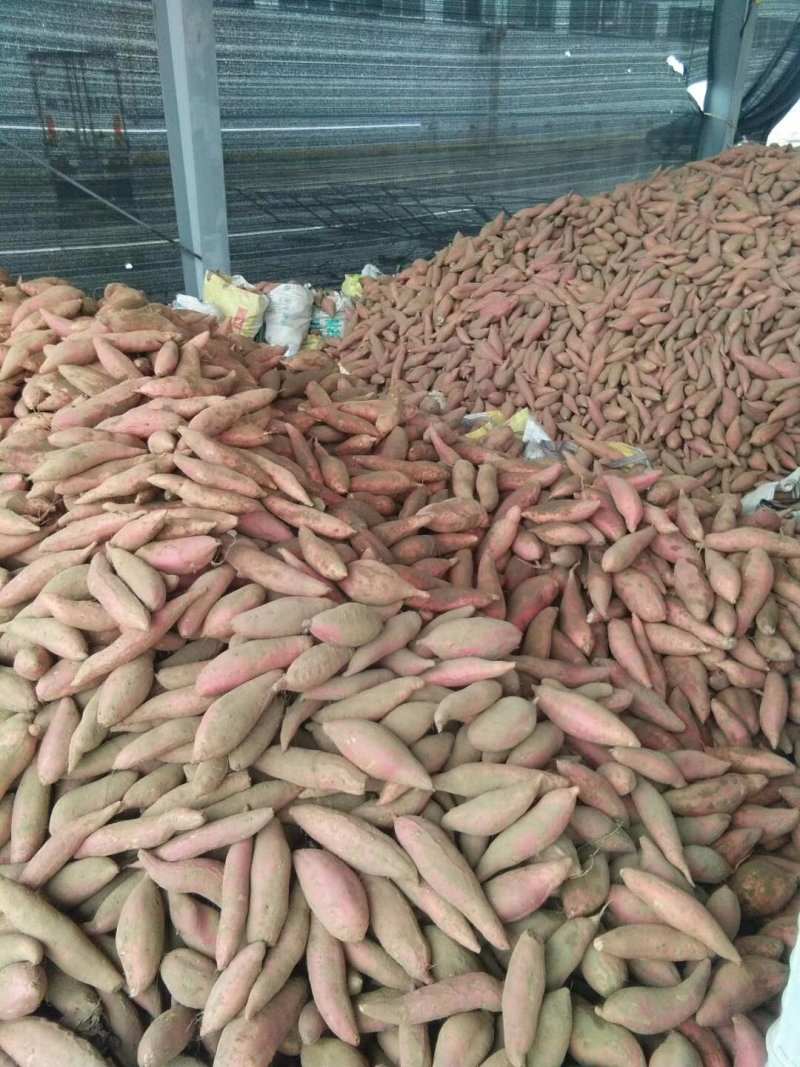 烟蜜薯红皮红心地窖货源支持各种规格，支持各种包装物流整车