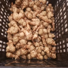 一手货源菊芋应季供应量大优惠