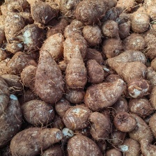 山东临沂高钙精品香芋 基地直供 一手货源 质量保证 全国发货