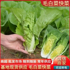 【快菜】原产地一手货源 量大从优 可视频看货 欢迎咨询
