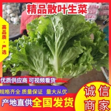邯郸精品生菜 生菜 规格齐全 颜色绿欢迎咨询