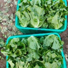 邯郸精品生菜 生菜 规格齐全 颜色绿欢迎咨询