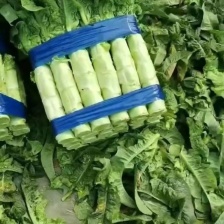 【热卖中】兰陵莴苣 红尖叶莴笋 基地海量货源全国发货量大从优