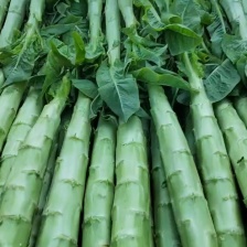 【热卖中】兰陵莴苣 红尖叶莴笋 基地海量货源全国发货量大从优