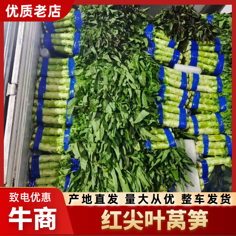 【热卖中】兰陵莴苣 红尖叶莴笋 基地海量货源全国发货量大从优