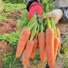 五百亩精品萝卜，有要的老板联系