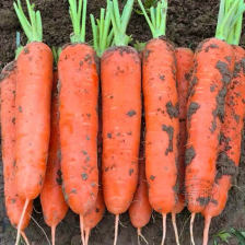 五百亩精品萝卜，有要的老板联系