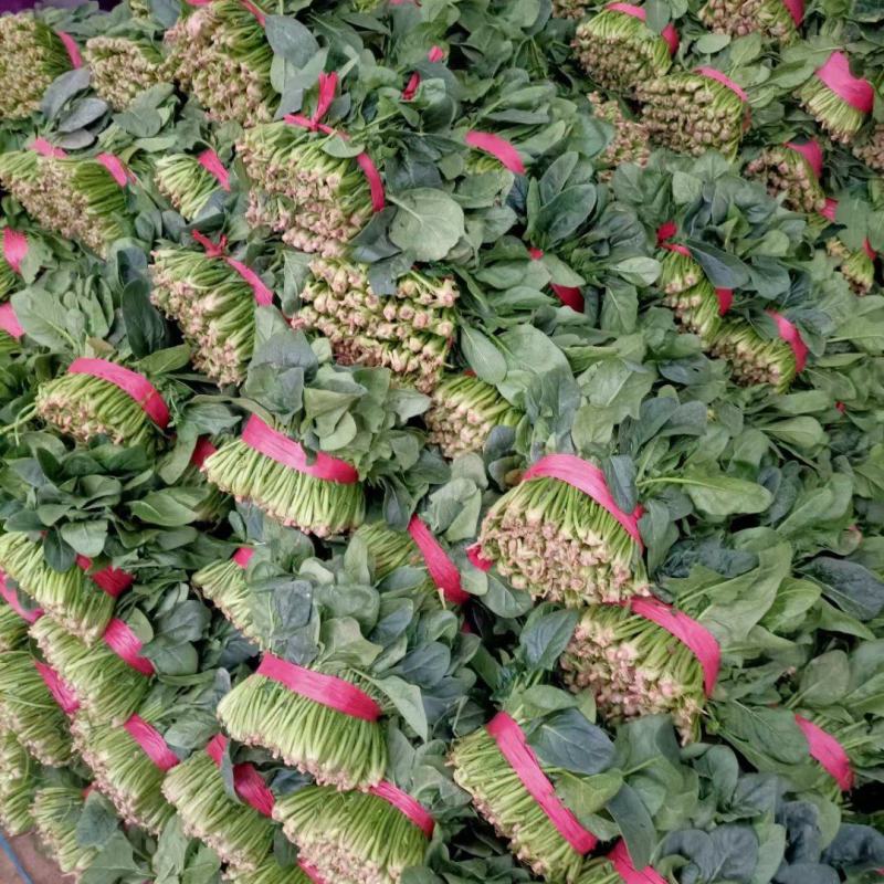 河南焦作精品大叶菠菜，25到30公分，大棚，陆地都有货