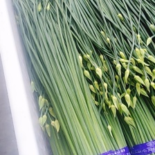 梁山致诚蔬菜公司