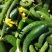 黄瓜 18公分以下 干花带刺