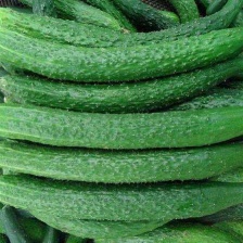 黄瓜 18公分以下 干花带刺