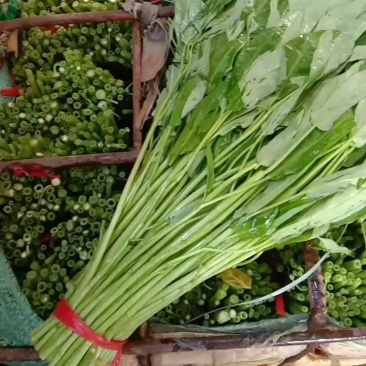 新强果蔬专业合作社