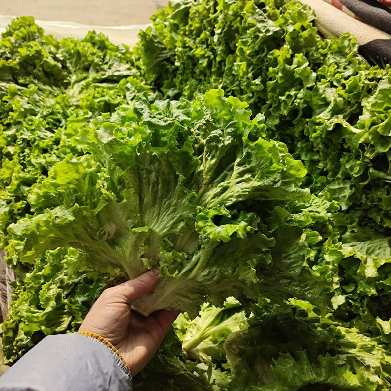 青叶生菜 散叶生菜 生菜 产地直发 货源充足 品质保障