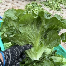 青叶生菜 散叶生菜 生菜 产地直发 货源充足 品质保障