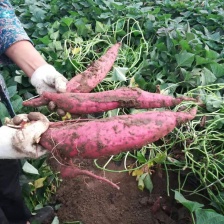 广东精品<font color=red>西瓜</font>红红薯 广东红薯  湖北