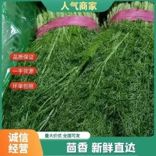 《茴香苗》小茴香 茴<font color=red>香菜</font> 基地直供 