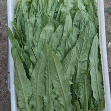 精品油麦菜 基地直发 对接电商市场商超 可视频