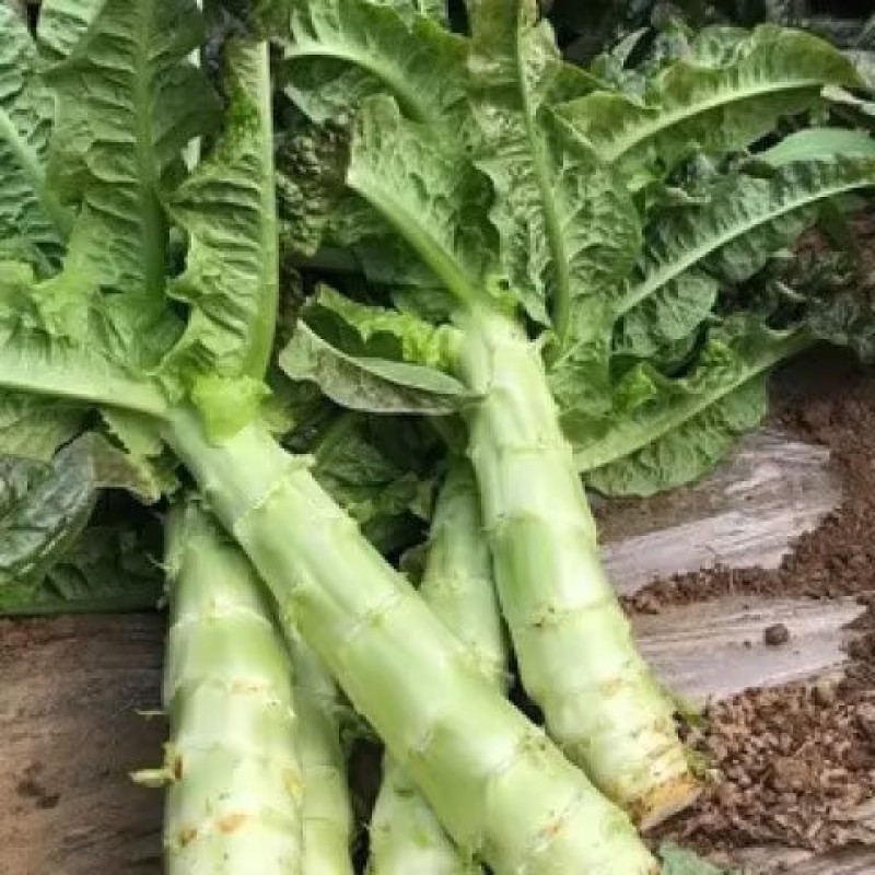 【精品莴苣】产地直发 一手货源 量大价优对接全国市场致电