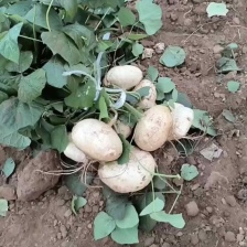 徐闻凉薯，惊爆价