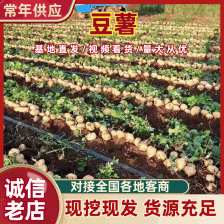 徐闻凉薯，惊爆价