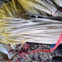 产地蒜黄大掉价，今天精品3块，普通货2块