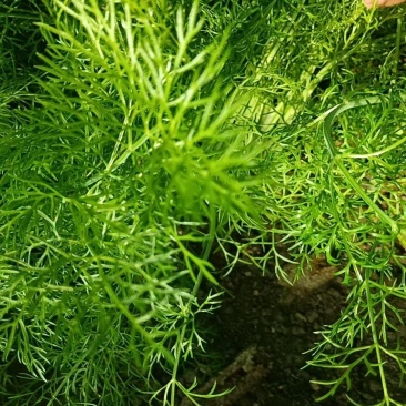 精品茴香货源充足 量大从优质量保证产地供应诚信经欢迎咨询