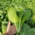 小白菜快菜航白菜小青菜视频看货代收代办，产地直供保质保量
