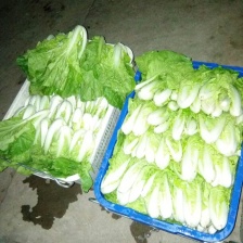 小白菜快菜航白菜小青菜视频看货代收代办，产地直供保质保量