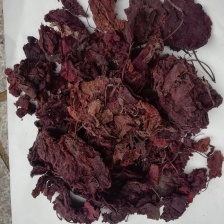 紫背菜精品大量上市，原产地价格低，保质保量常年有，可长期合作