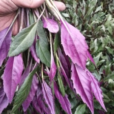 紫背菜精品大量上市，原产地价格低，保质保量常年有，可长期合作