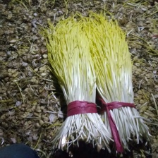 山东精品蒜黄，产地直销。量大从优。欢迎各位老板洽谈合作。