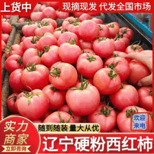 草莓柿子水果<font color=red>西红柿</font>水果番茄草莓柿子铁