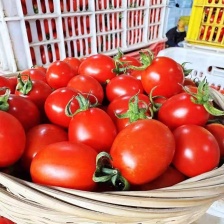 草莓柿子水果西红柿水果番茄草莓柿子铁皮柿子鹰爪柿子