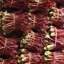 湖南衡阳本地香椿芽现货当天采摘栽