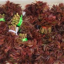 湖南衡阳本地香椿芽现货当天采摘栽
