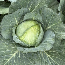 贵州高山奥奇娜甘蓝