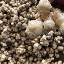 洋姜 鬼子姜 菊芋