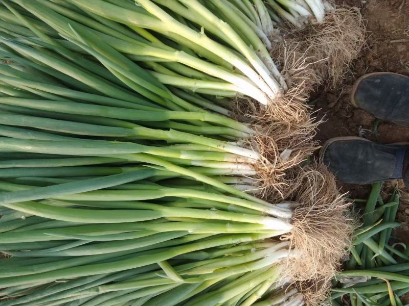 精品小葱，朵葱，发芽葱，东北三省，内蒙，电商，加工厂货源