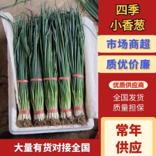 精品小葱，朵葱，发芽葱，东北三省，内蒙，电商，加工厂货源