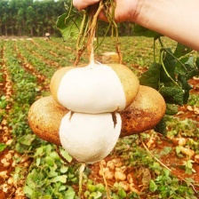 新苗葛薯（凉薯）