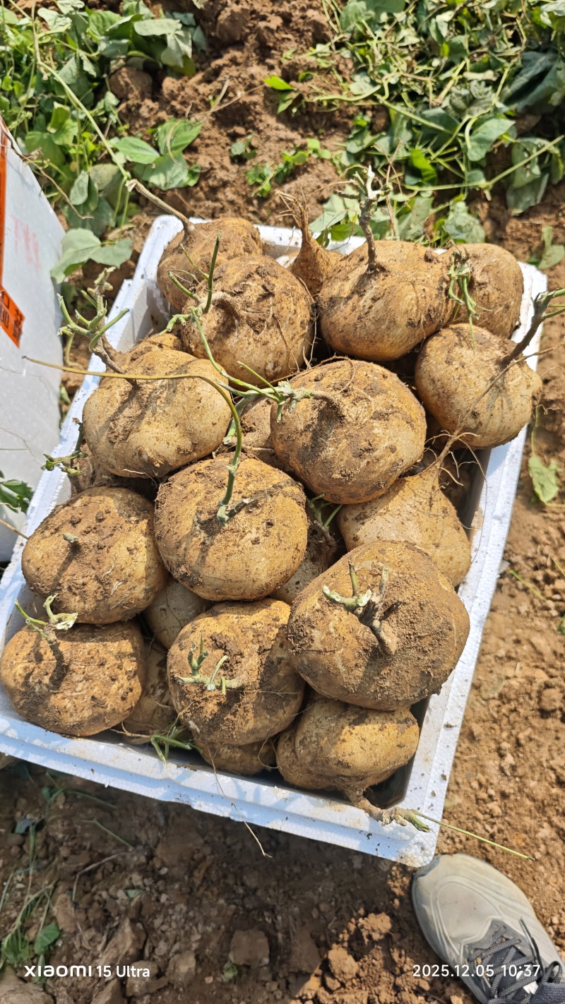 新苗葛薯（凉薯）