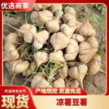 新苗葛薯（凉薯）