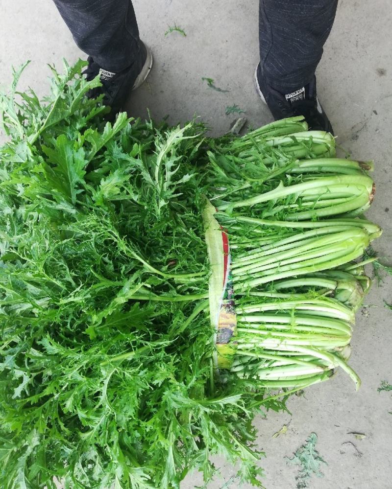 湖北叶菜 雪里红 规格齐全 货源稳定 量大优惠 欢迎咨询