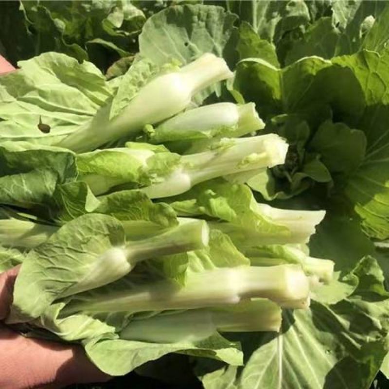 白菜苔广东菜心 上海青苔 支持视频看货 打款发货