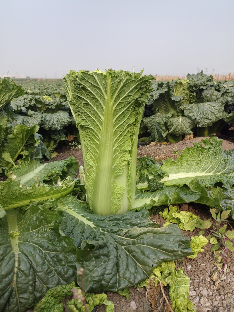 【精品】玉田60青麻叶 产地直发 量大从优 品质保障